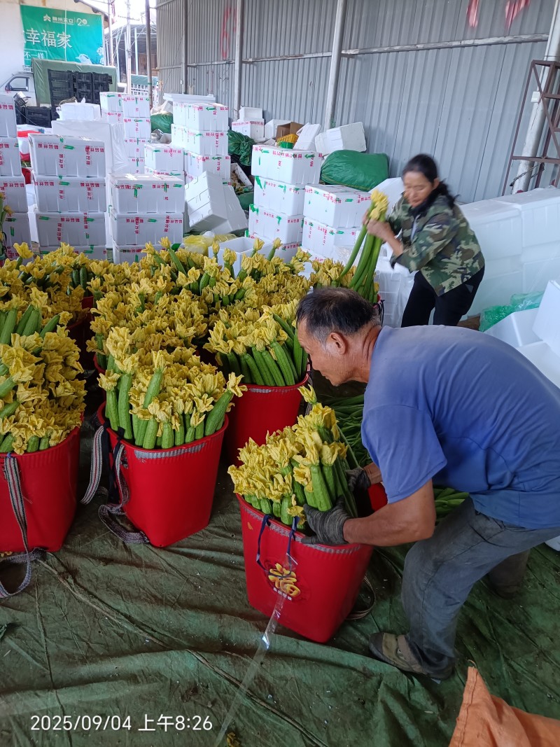 云南鲜花丝瓜大量上市，产地直发，对接全国欢迎咨询采购