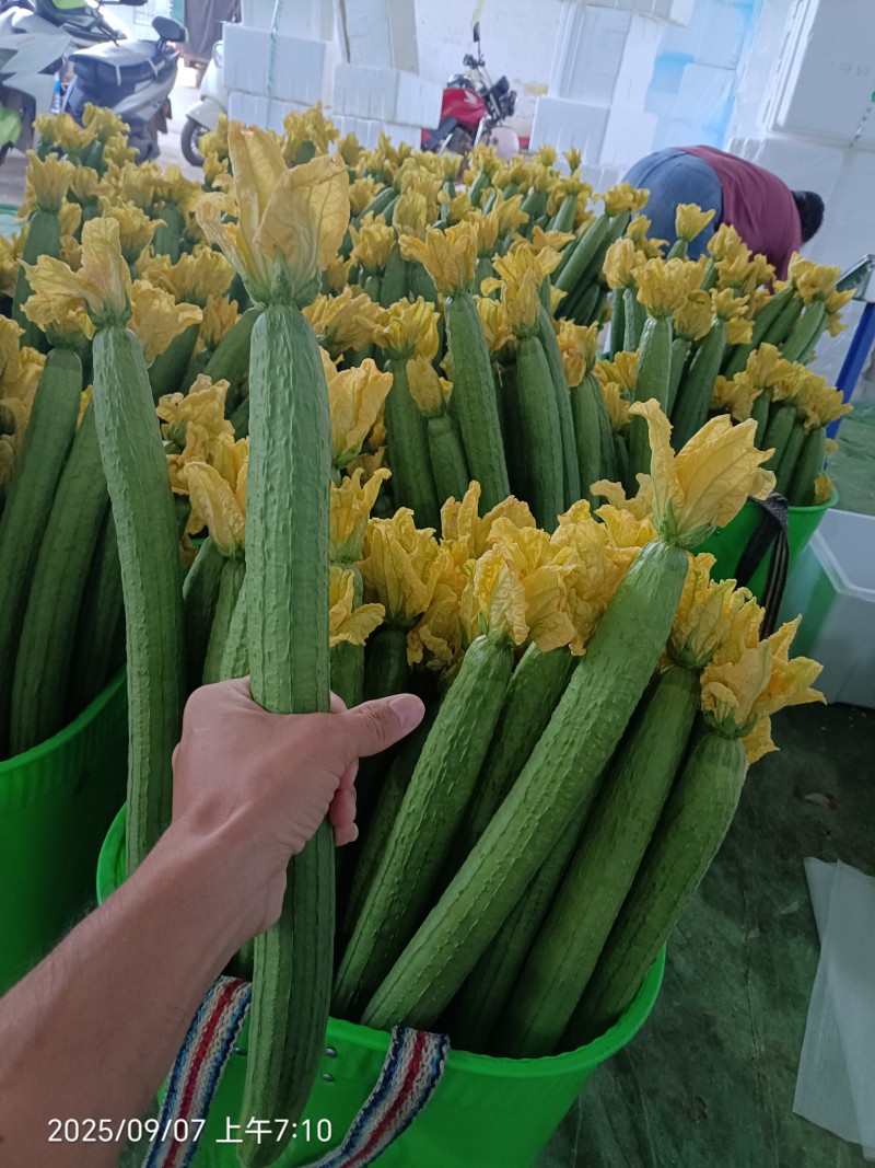 云南鲜花丝瓜大量上市，产地直发，对接全国欢迎咨询采购