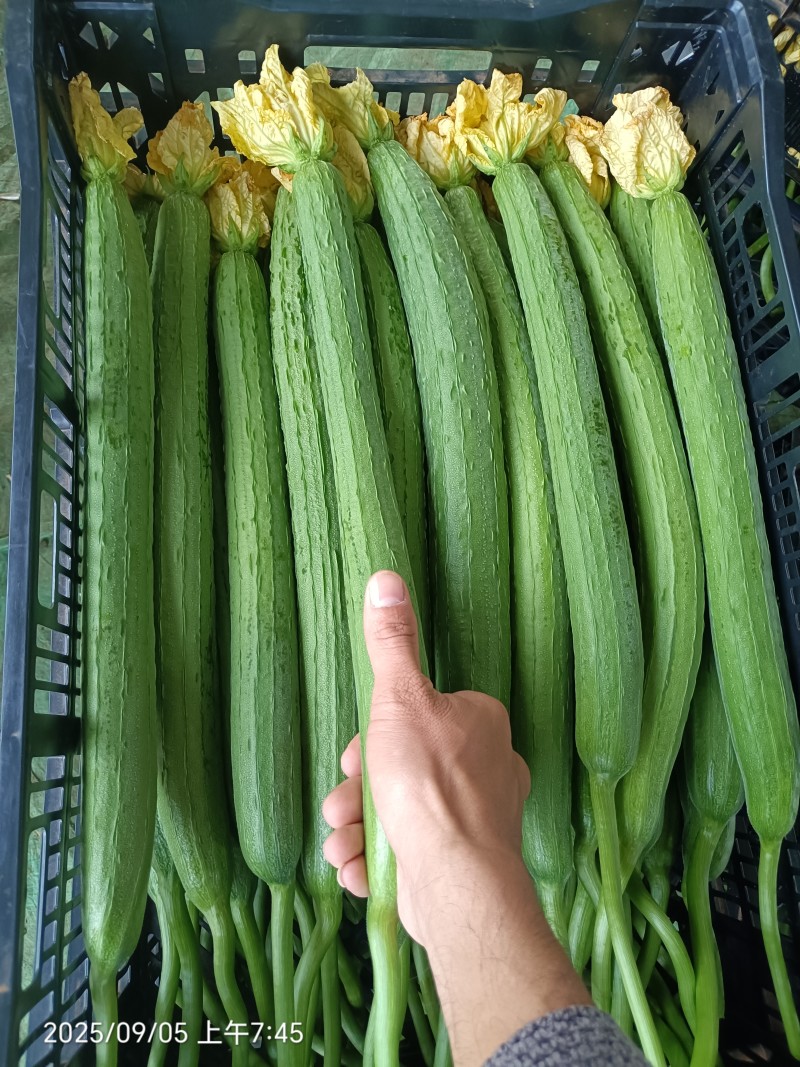 云南鲜花丝瓜大量上市，产地直发，对接全国欢迎咨询采购