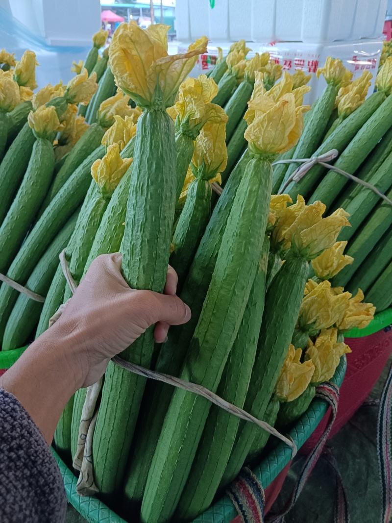云南鲜花丝瓜大量上市，产地直发，对接全国欢迎咨询采购
