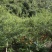 四川高山散养鸡山鸡