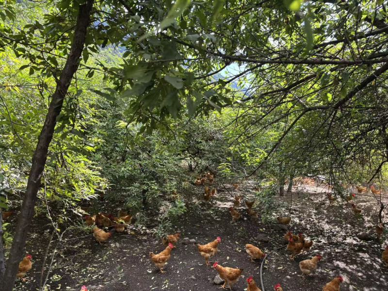 四川高山散养鸡山鸡