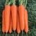 河南精品胡萝卜，产地直发，保质保量，对接各大批发市场