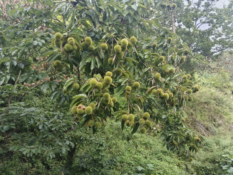 秦岭高山板栗