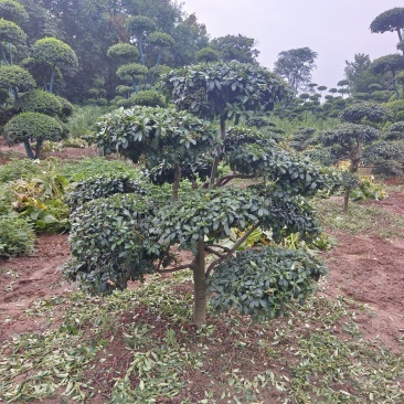 河南省鄢陵县火棘造型树种植基地