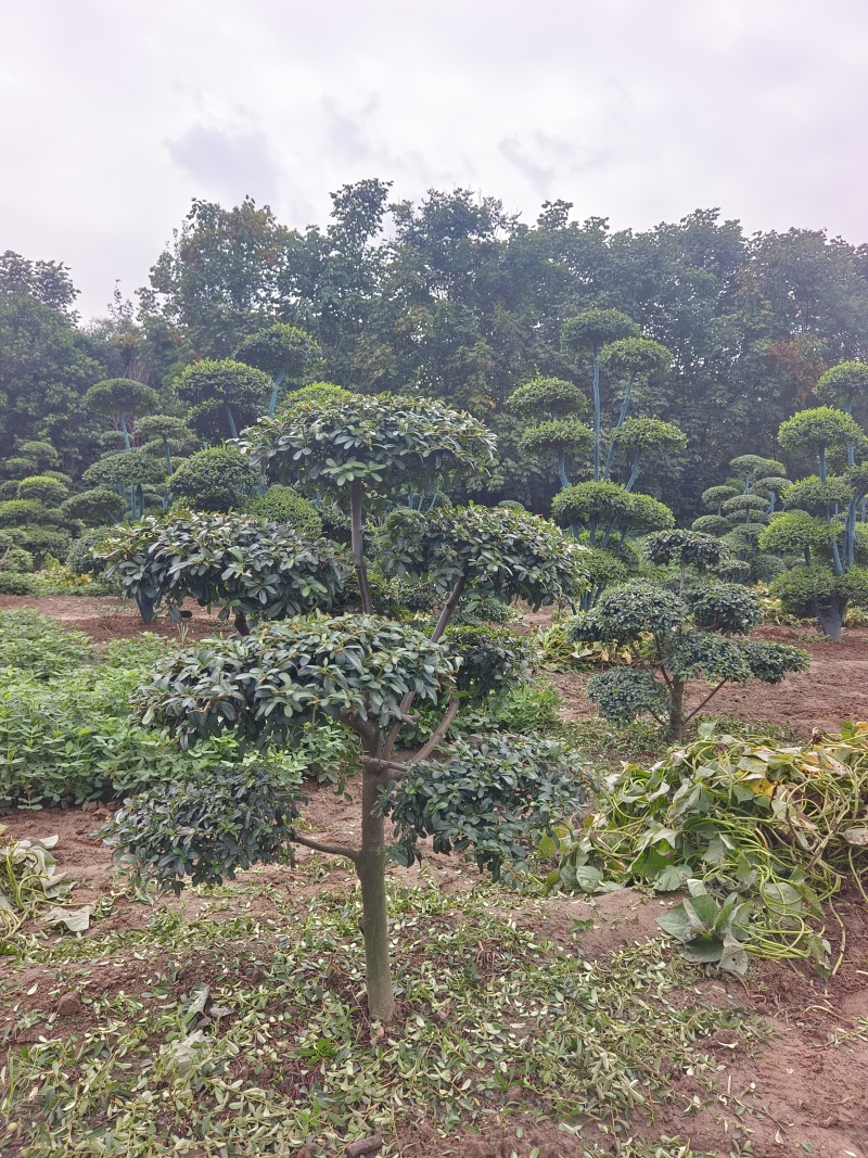 河南省鄢陵县火棘造型树种植基地
