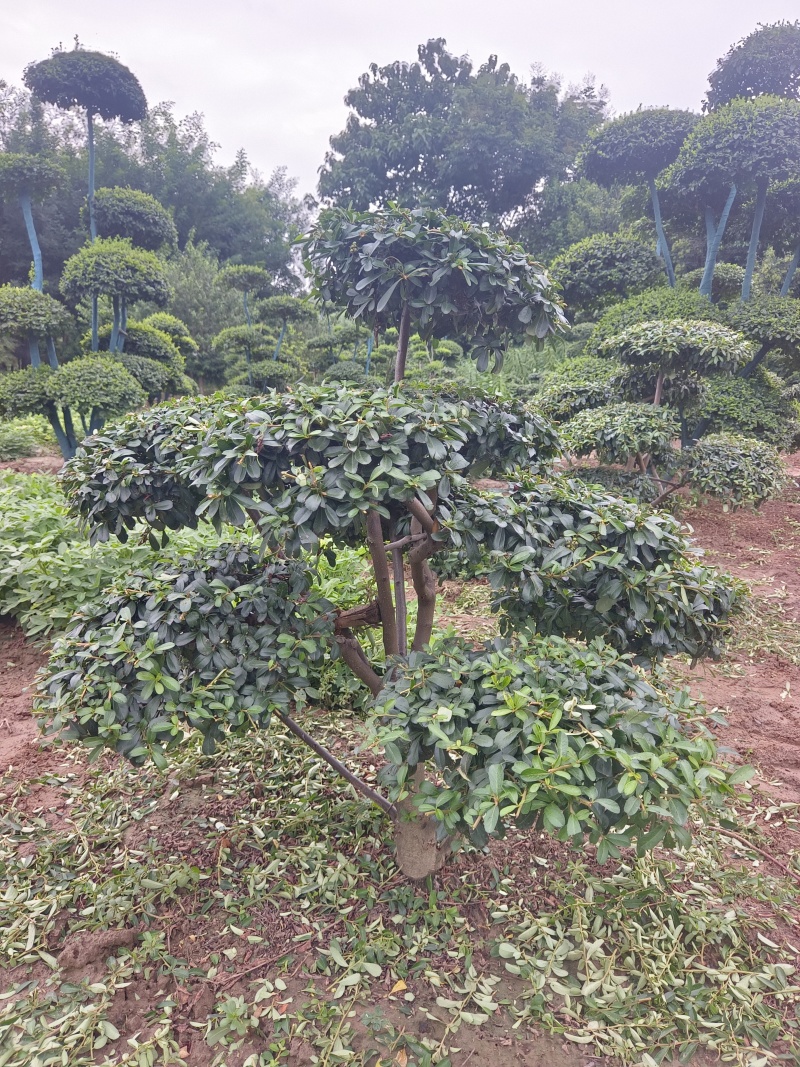 河南省鄢陵县火棘造型树种植基地