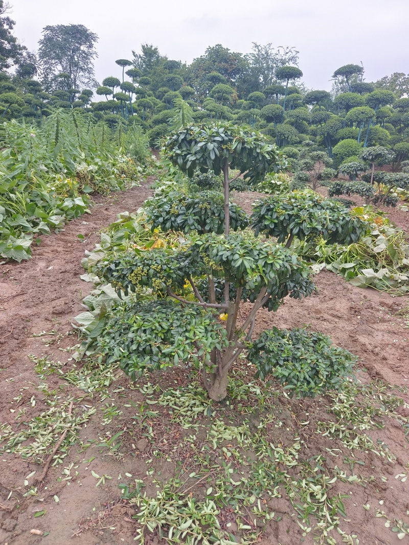 河南省鄢陵县火棘造型树种植基地