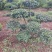 河南省鄢陵县火棘造型树种植基地