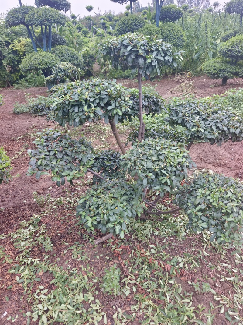 河南省鄢陵县火棘造型树种植基地