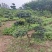 河南省鄢陵县火棘造型树种植基地