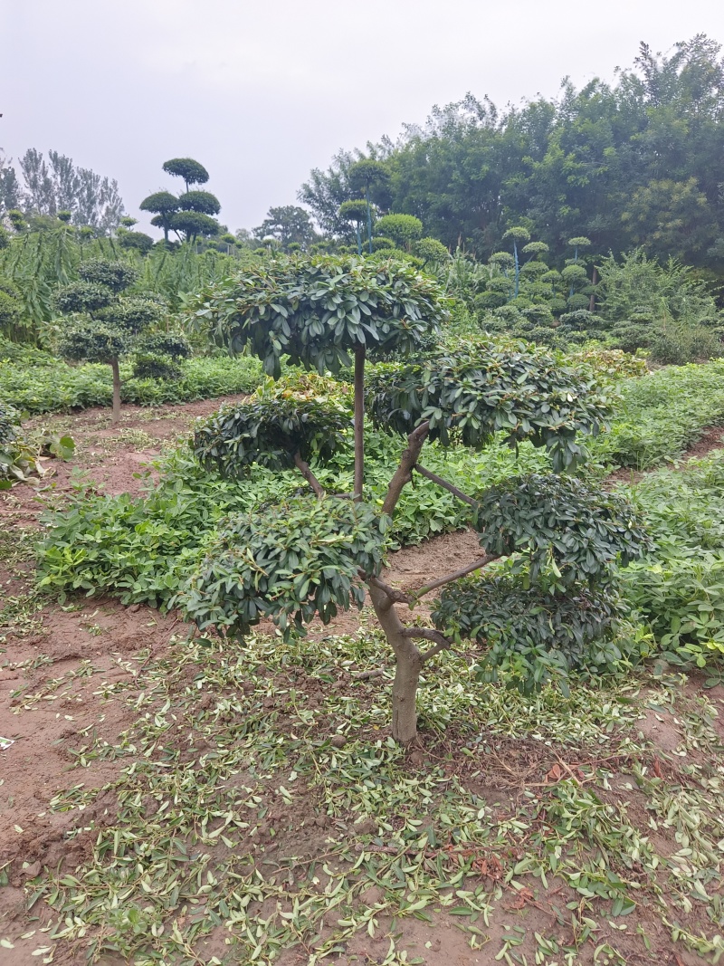 河南省鄢陵县火棘造型树种植基地