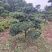 河南省鄢陵县火棘造型树种植基地