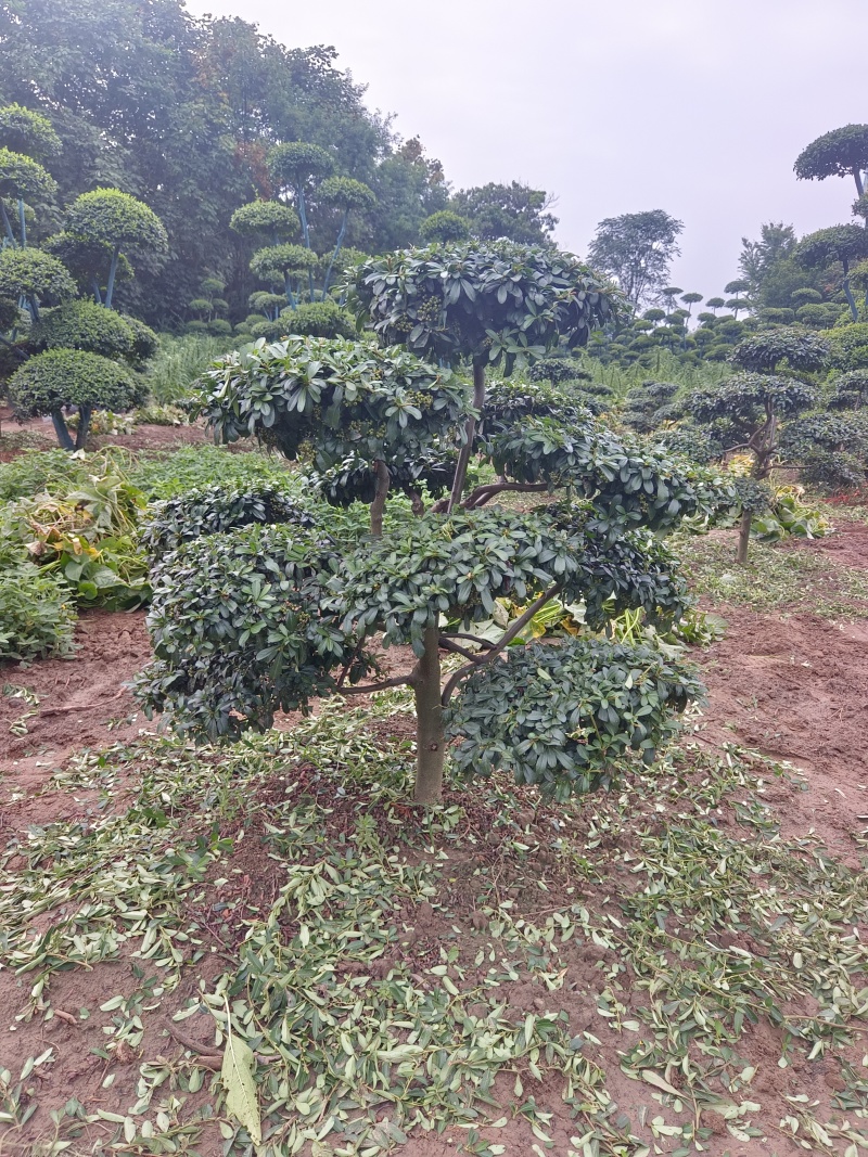 河南省鄢陵县火棘造型树种植基地
