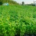 千屈菜杯苗基地直供全国发货诚信经营规格齐全