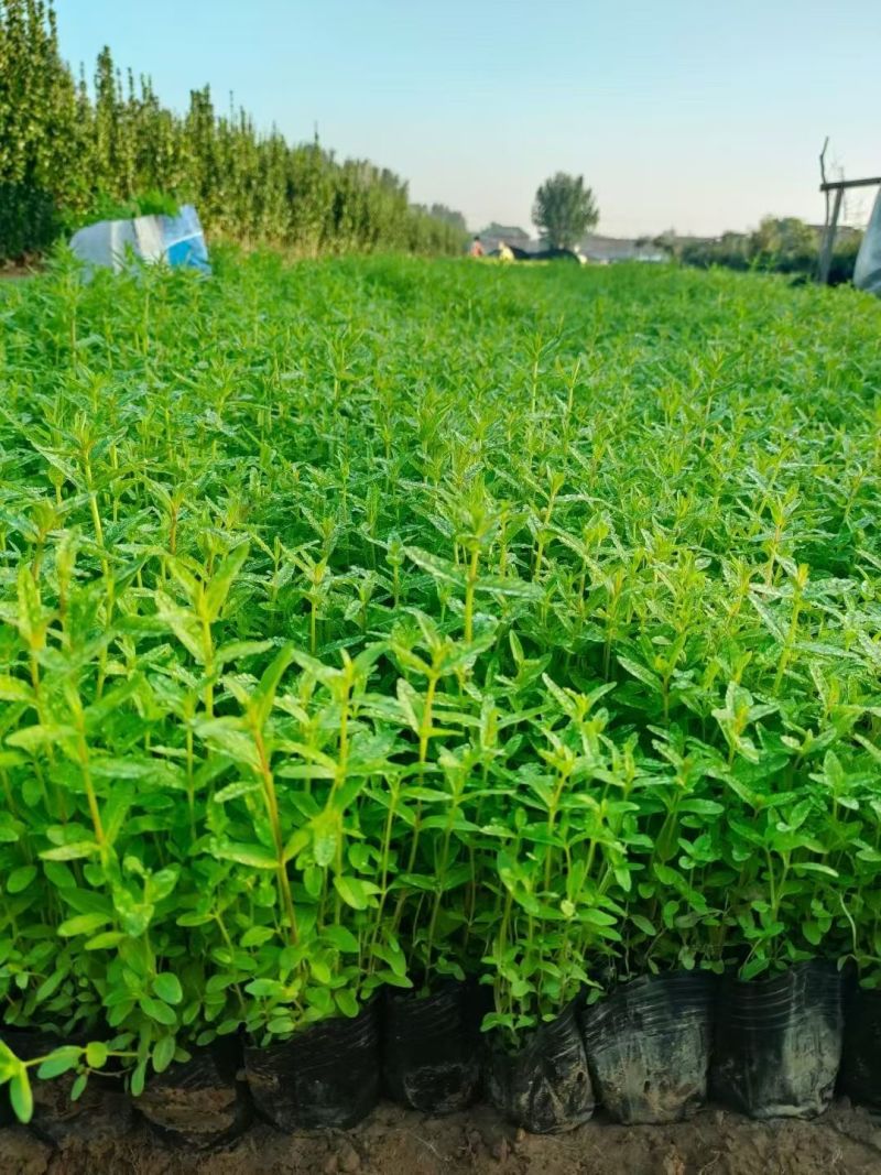 千屈菜杯苗基地直供全国发货诚信经营规格齐全