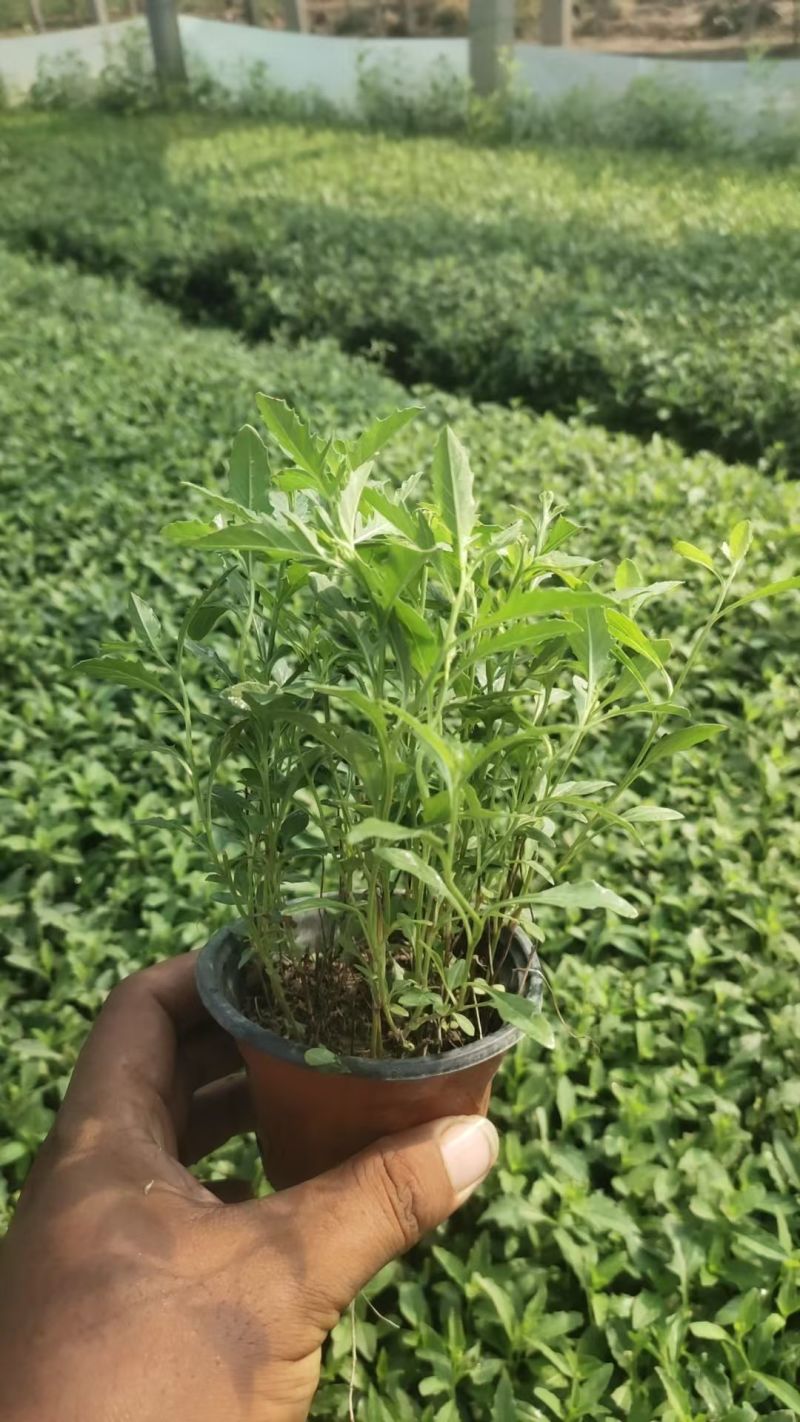 千屈菜杯苗基地直供全国发货诚信经营规格齐全