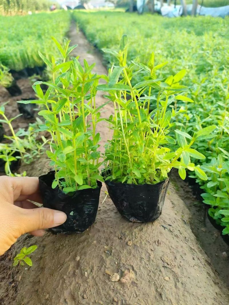 千屈菜杯苗基地直供全国发货诚信经营规格齐全