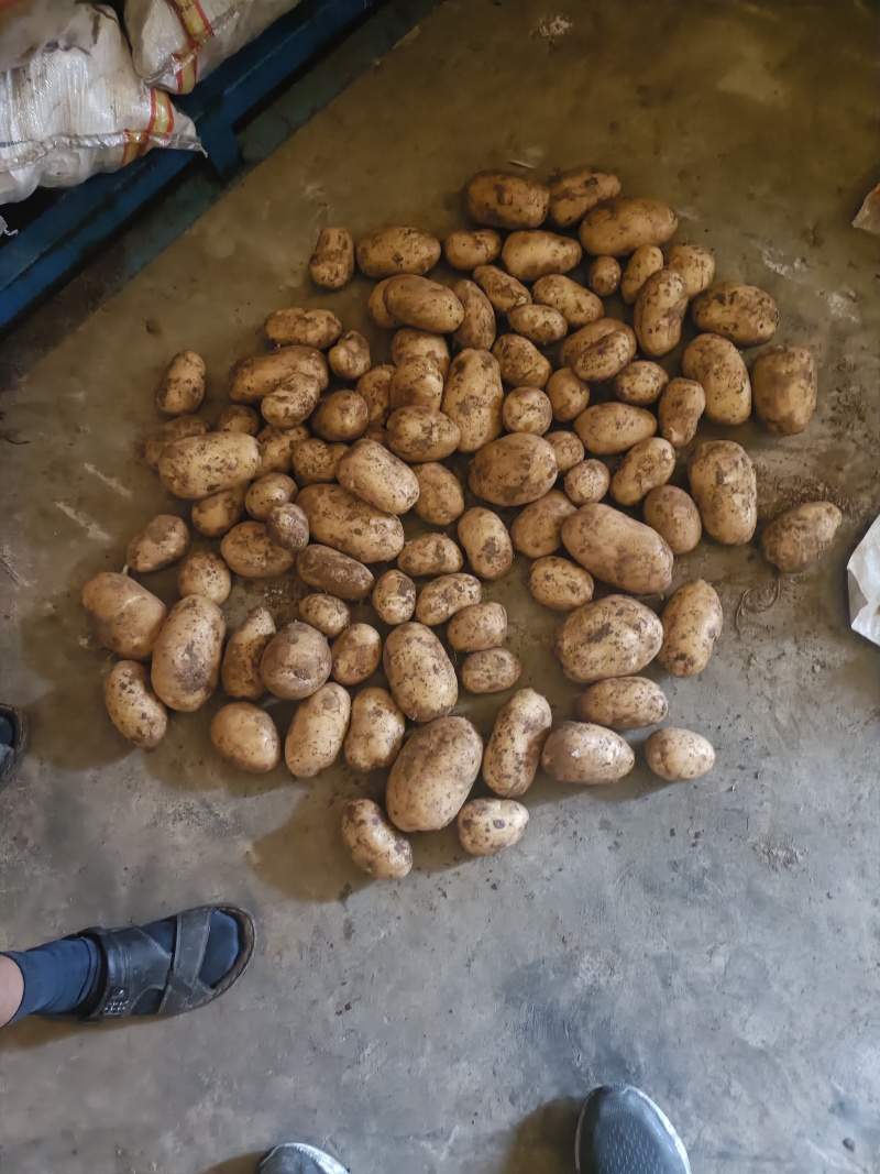 山东冷库荷兰沃土土豆袋装码面全国发货欢迎采购