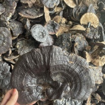 野生紫灵芝野货黑灵芝大货批发零售稳定供应