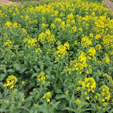 沣油杂979油菜种子高产抗病早熟抗倒油菜籽种农家四季田园