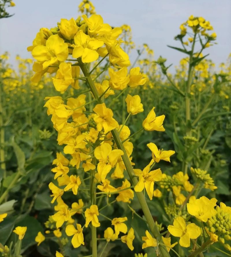沣油杂979油菜种子高产抗病早熟抗倒油菜籽种农家四季田园