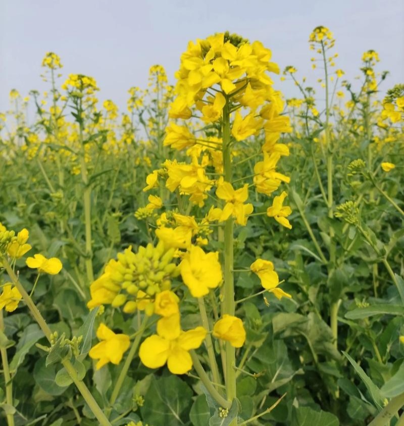 沣油杂979油菜种子高产抗病早熟抗倒油菜籽种农家四季田园
