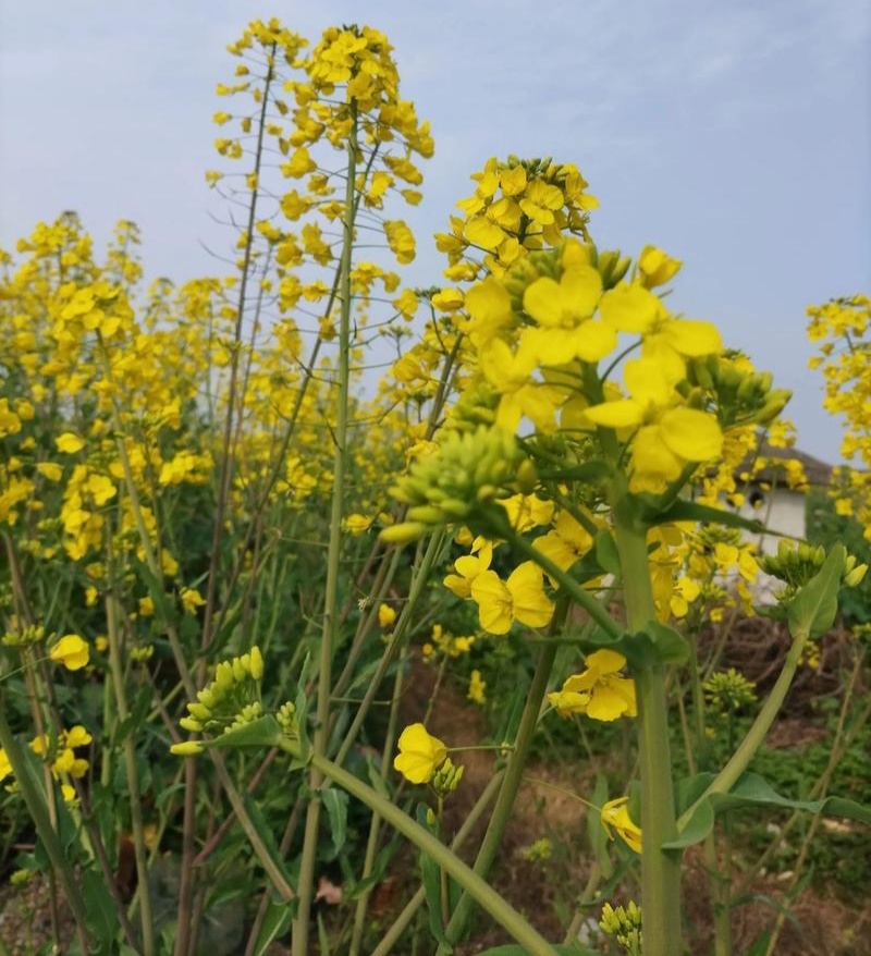 沣油杂979油菜种子高产抗病早熟抗倒油菜籽种农家四季田园