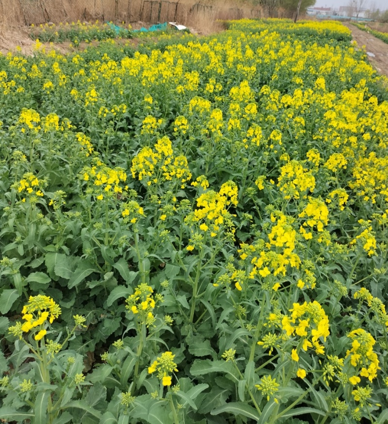 沣油杂979油菜种子高产抗病早熟抗倒油菜籽种农家四季田园