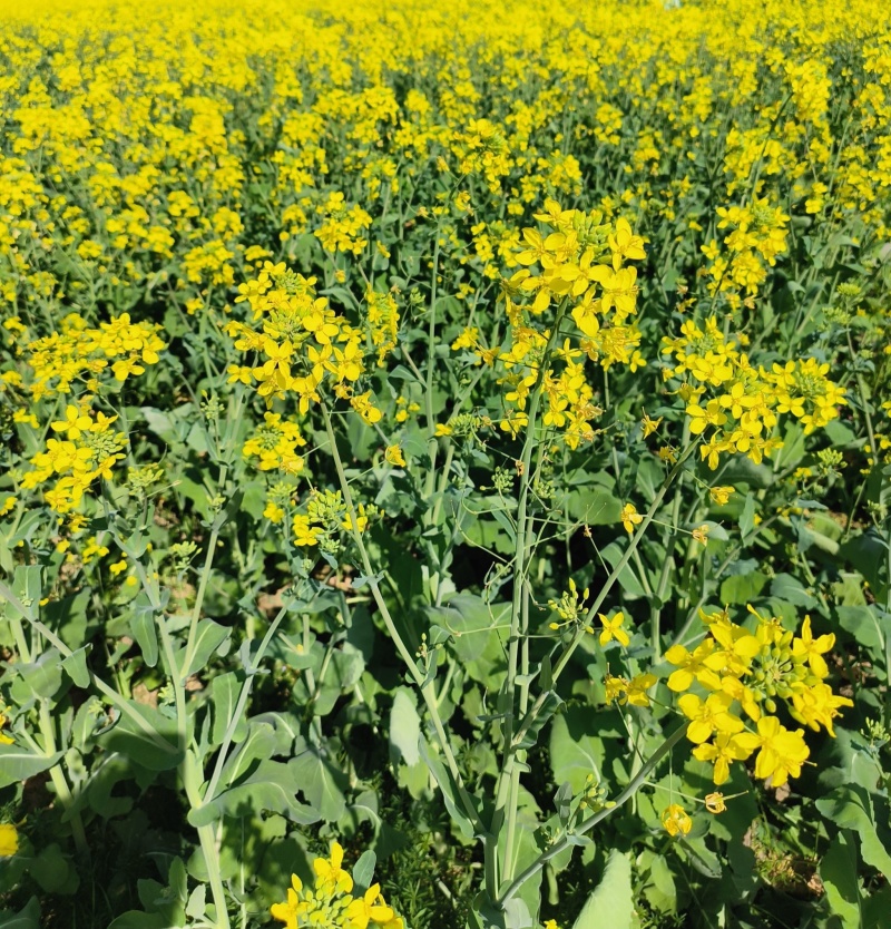 沣油杂979油菜种子高产抗病早熟抗倒油菜籽种农家四季田园