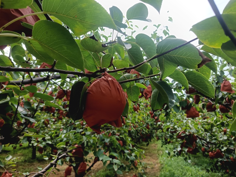 蜜梨200~300g