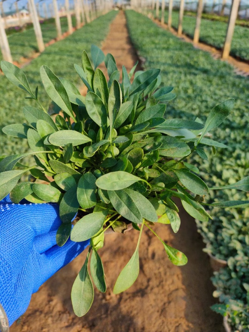 金鸡菊杯苗多芽大花金鸡菊杯苗基地直供提供技术指导