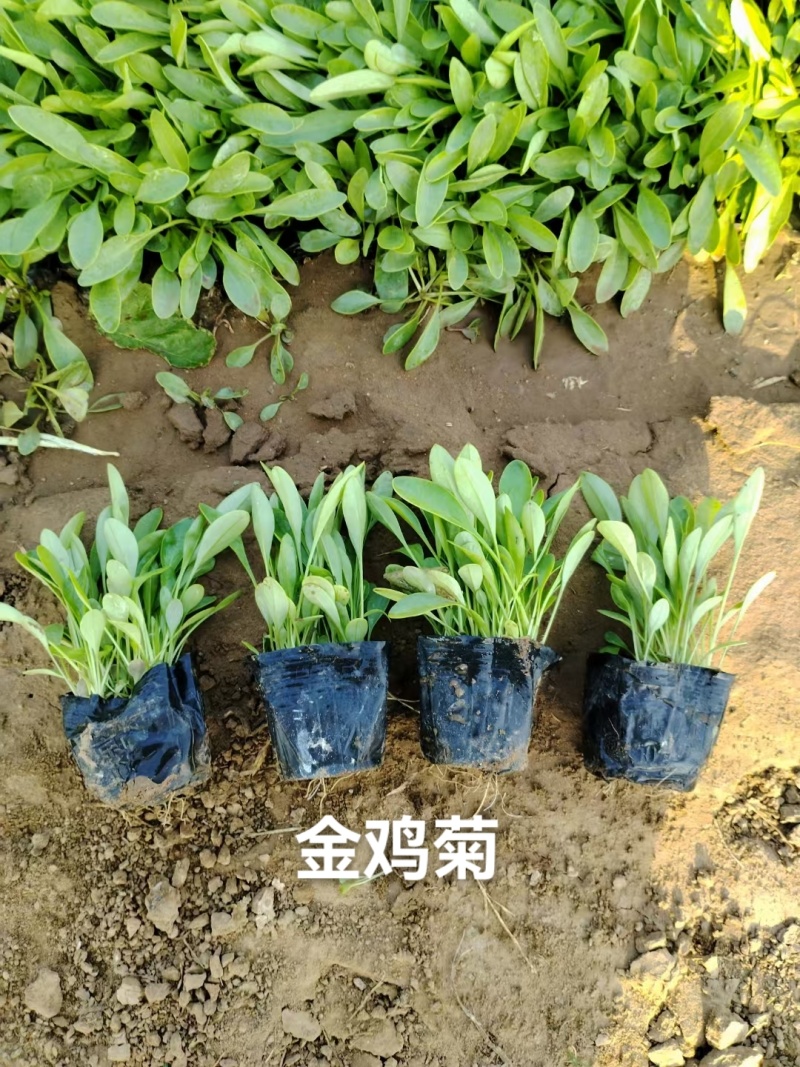 金鸡菊杯苗多芽大花金鸡菊杯苗基地直供提供技术指导