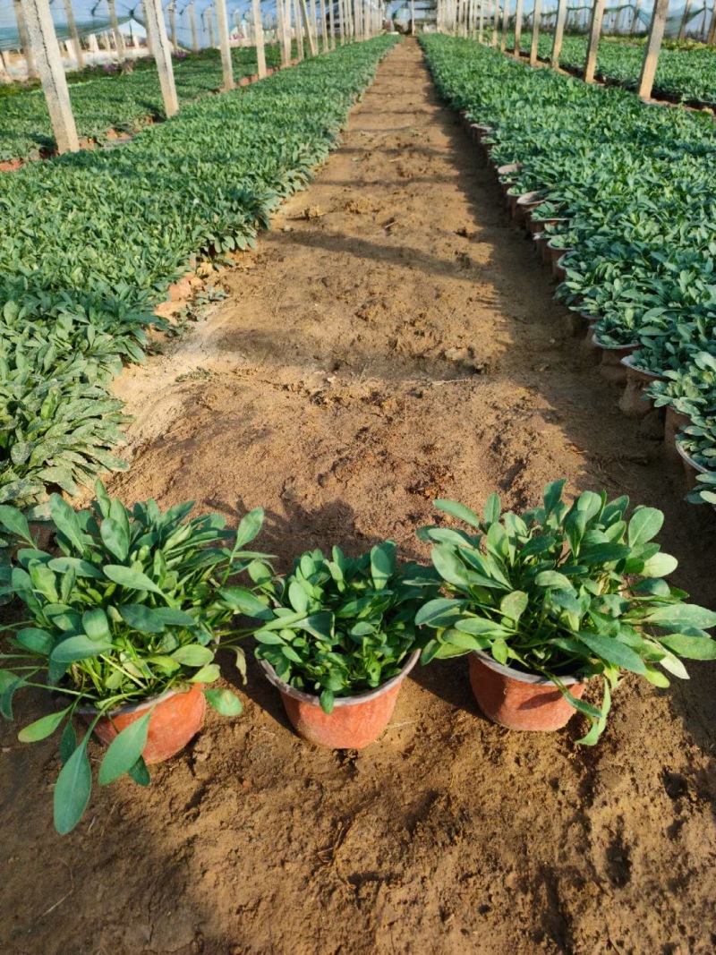 金鸡菊杯苗多芽大花金鸡菊杯苗基地直供提供技术指导