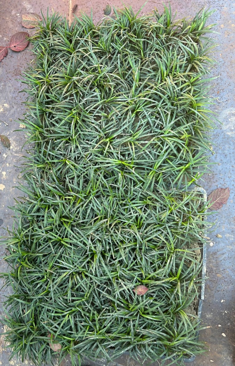 麦冬麦冬草方盘基地直供绿化苗木地被草坪