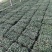 麦冬麦冬草方盘基地直供绿化苗木地被草坪