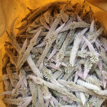 青葙子品质保障全国通发产地直销一手货源