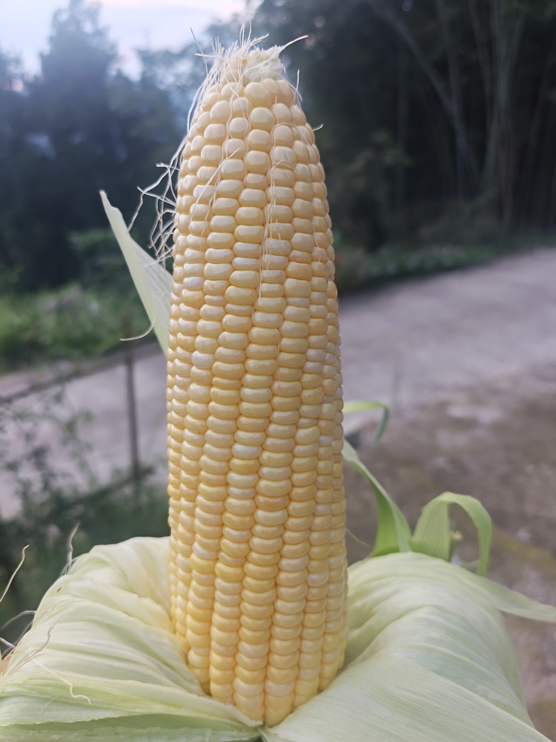 太阳花水果玉米