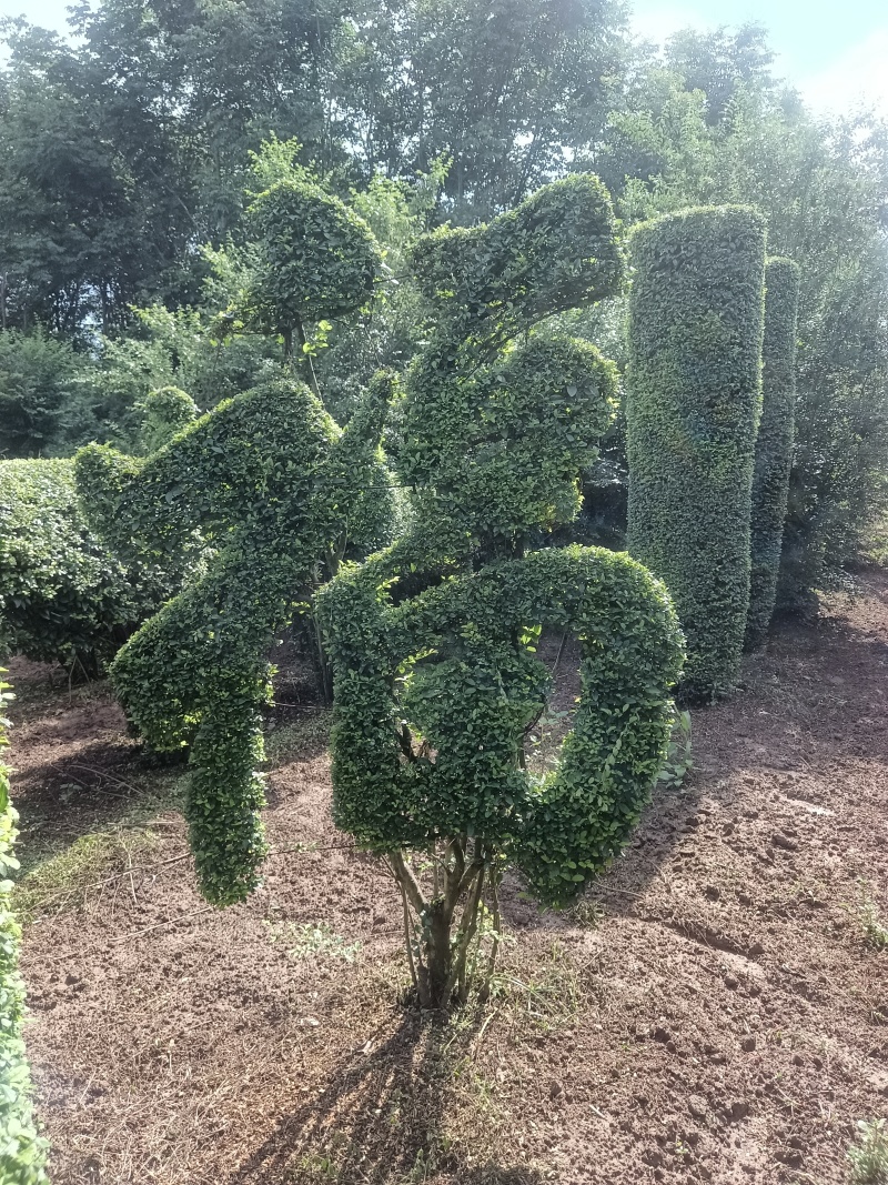 鄢陵县梦宇花木园大量供应形态各异的造型树