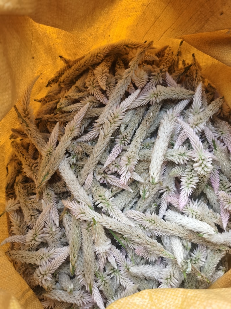 青葙子品质保障全国通发产地直销一手货源