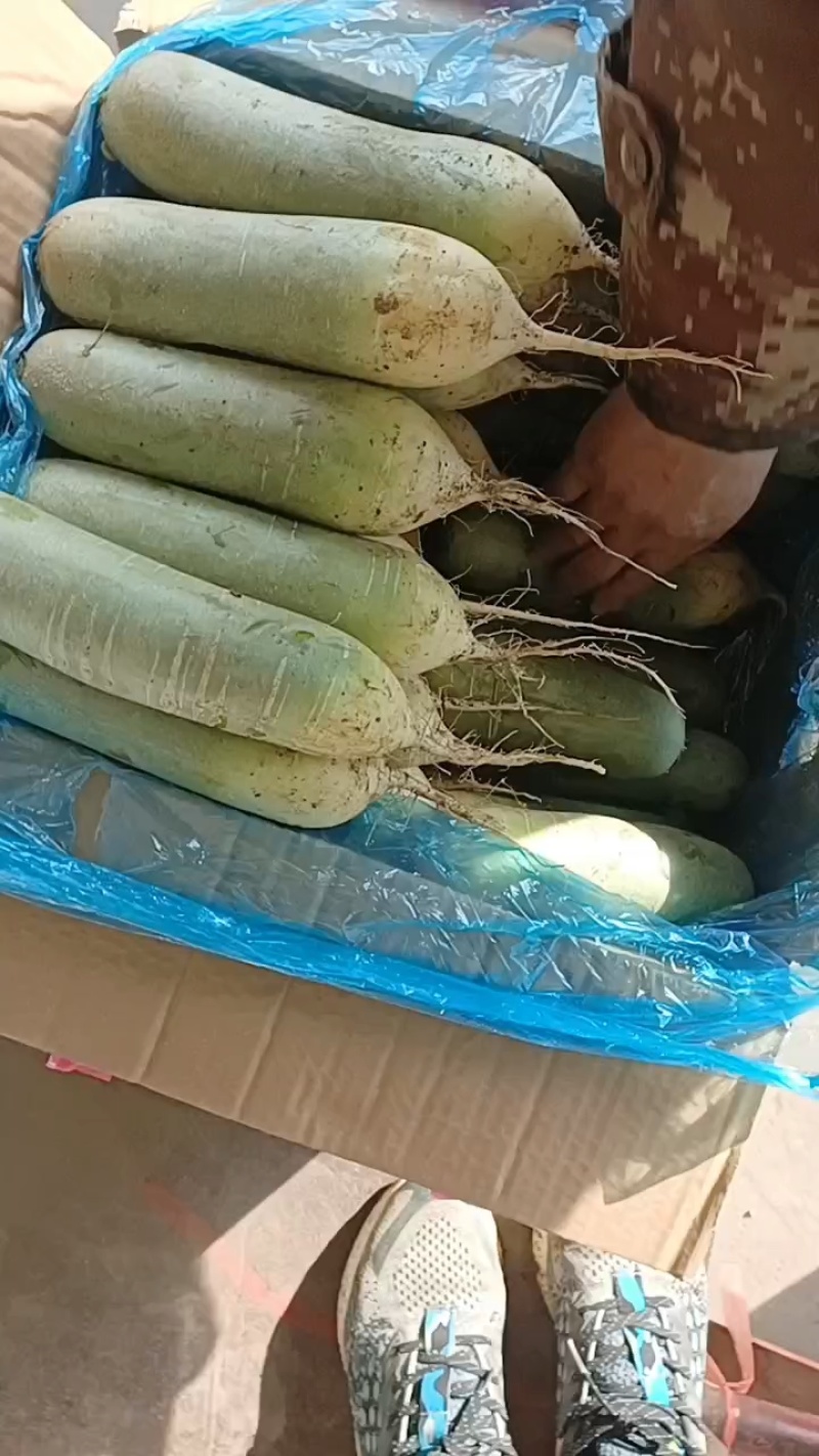 山东肥城里外青萝卜，水果萝卜，耐储存，口感甜脆，超市**