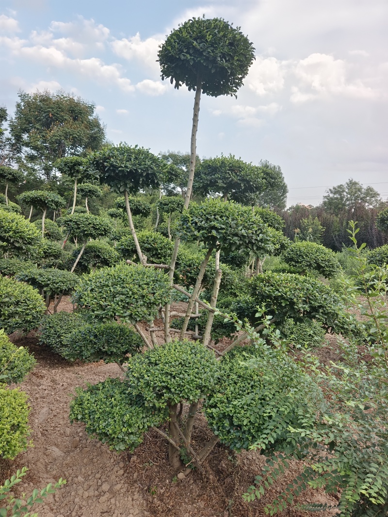 造型小叶女贞树价格便宜了