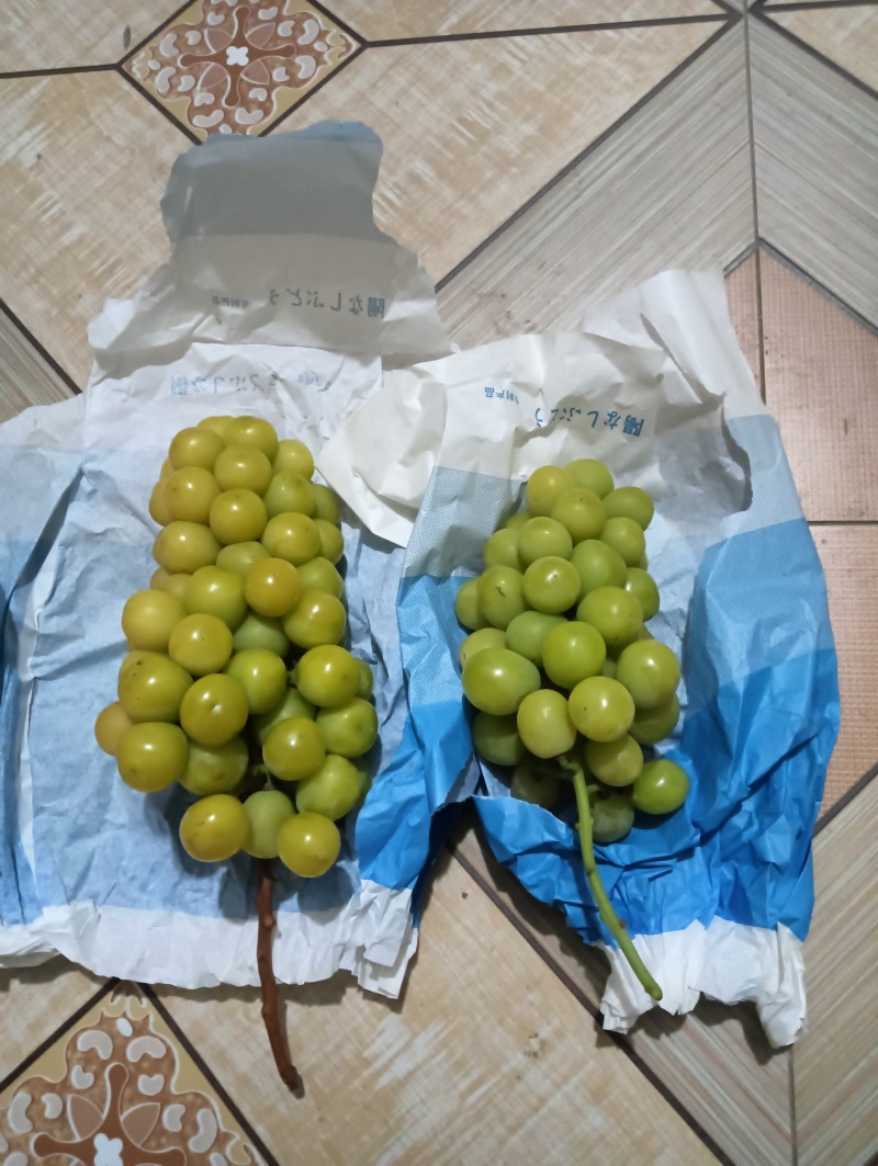 兴平阳光玖瑰种植面积，而且颗粒大，甜度高并有香味