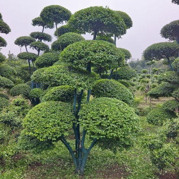 造型小叶女贞树价格便宜了