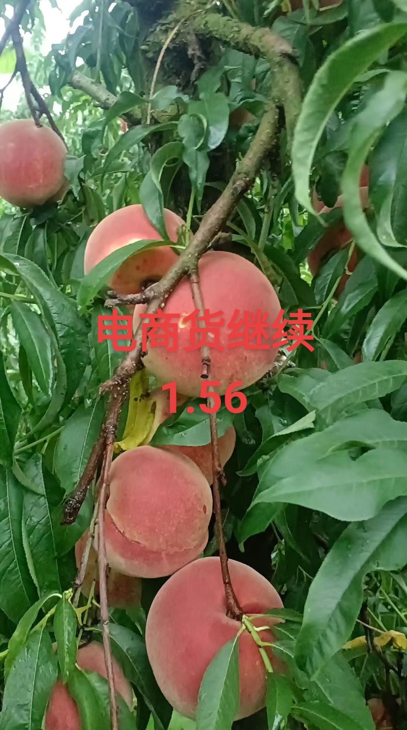 山东冬桃/平邑冬桃/多接客商/市场/赶集团购/质量好手选