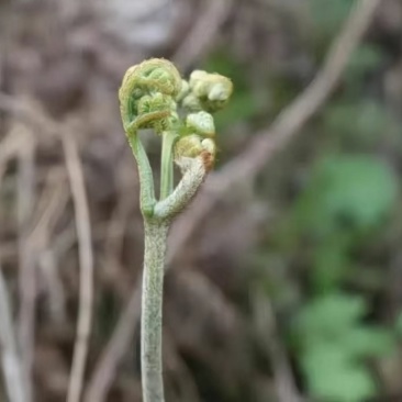 蕨菜