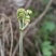 蕨菜