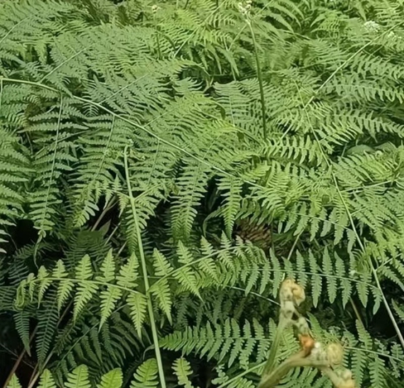 蕨菜