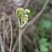 蕨菜
