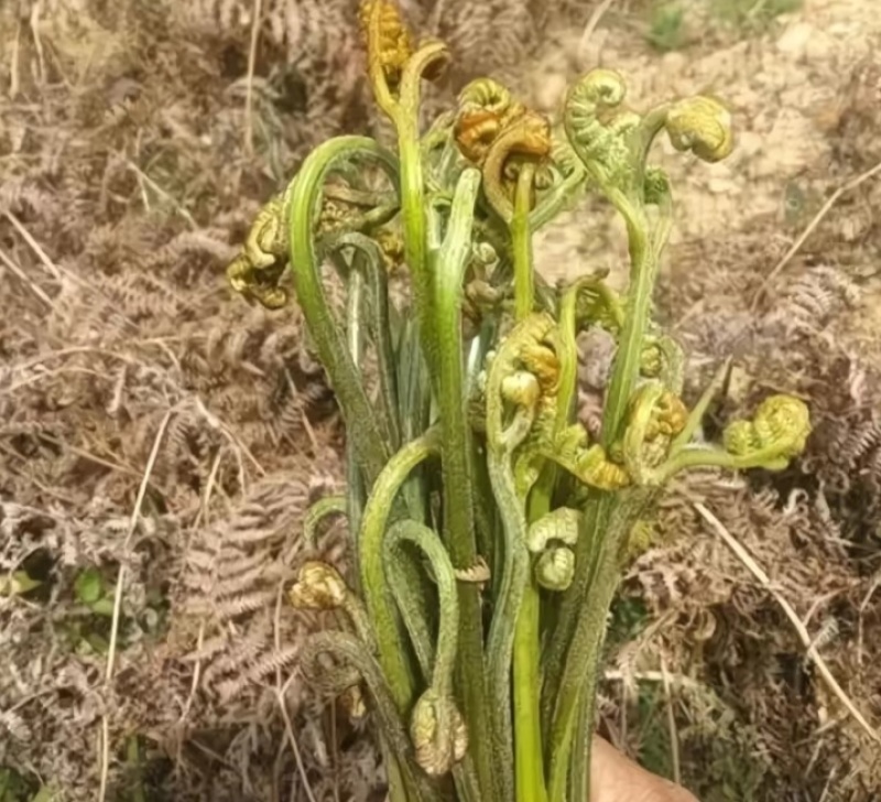 蕨菜